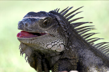 Close-Up Of A Spiny Iguana With Open Mouth And Sharp Spines On Green Background