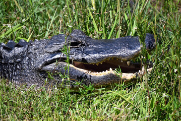 Close-Up Of An Alligator Head In Tall Grass With Open Mouth And Sharp Teeth