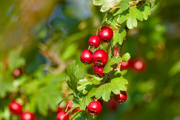 Autumn harvest of hawthorn berries in natural light	