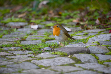 European robin standing on a mossy cobblestone path in soft natural light