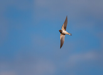 Obraz premium One bird barn swallow flying on a summer sunny day with its wings spread in the blue sky