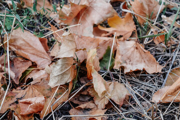 dry fallen autumn leaves lying on the ground among dry grass, symbolizing seasonal change, decay, and natural textures for background or eco design concepts.