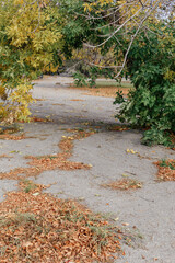 two intertwined trees with green and yellow autumn leaves growing through cracked pavement in an abandoned urban area, symbol of resilience and contrast between nature and decay
