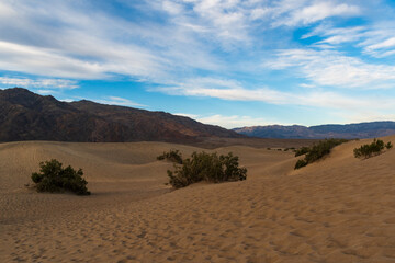 Sand Dunes with Creosote Bushes and Shadowed Mountains, Mesquite Flat Sand Dunes, Death Valley National Park