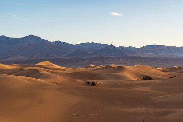 Golden Hour Light on Mesquite Flat Sand Dunes with Creosote Bushes and Distant Mountains, Death Valley National Park