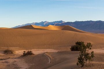 Footprint Tracks Across Sand Dunes with Creosote and Distant Mountains, Mesquite Flat Sand Dunes, Death Valley National Park