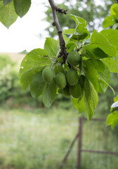 Rama y frutos inmaduros de un ciruelo (Prunus domestica)