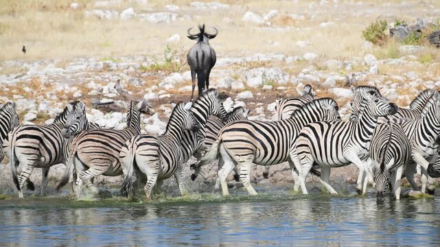 Plain zebras at waterhole,  zebras drinking from a puddle,  Equus quagga,  zebra, savannah, , Etosha, Namibia
