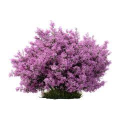 Blooming heather bush in full pink flower on transparent background