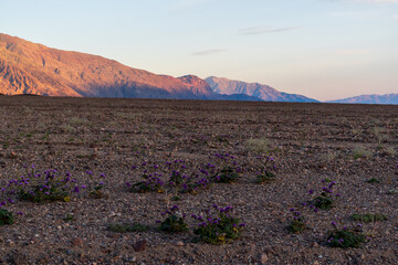 Golden Mountains at Sunset with Desert Sand-Verbena and Rocky Foreground, Death Valley National Park