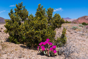 Creosote Bush with Blooming Beavertail Cactus in Rocky Desert Terrain, Death Valley National Park