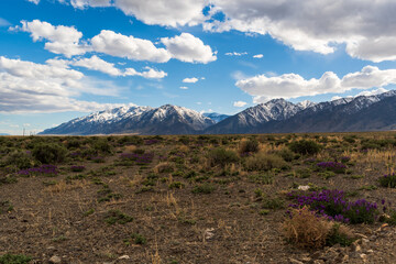 Puffy clouds drift above snowy Nevada peaks and blooming desert vegetation in rugged spring terrain