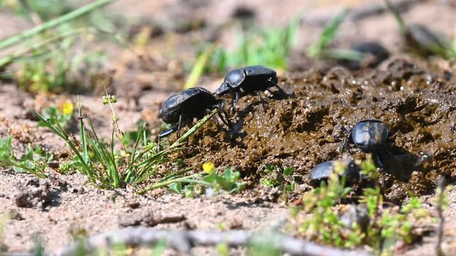 A few black dung beetles feeding and nesting on a pile of dung. Nature and ecology.