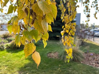 Yellow birch leaves. The beauty of autumn foliage in the rays of the autumn sun