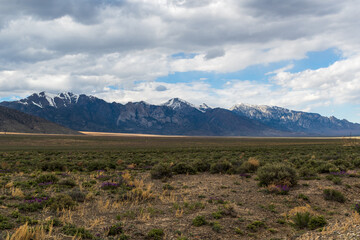 Desert scrub and wildflowers in foreground of snow-capped Nevada mountains beneath a mostly cloudy sky