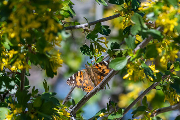 Painted lady butterfly on flowering plant with green and yellow tones, centered in frame with soft bokeh background