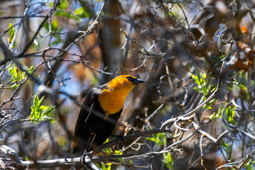 Male yellow-headed blackbird at Malheur National Wildlife Refuge, perched on early spring branch with soft bokeh and sunny light
