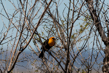 Male yellow-headed blackbird perched among bare twigs at Malheur National Wildlife Refuge in Oregon, photographed in early spring
