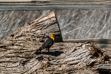 Male yellow-headed blackbird perched on downed tree trunk with dry grasses in background at Malheur National Wildlife Refuge, Oregon