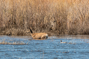 A deer walking through water with ducks swimming nearby, dried shrubs in background, photographed in early spring at Malheur National Wildlife Refuge