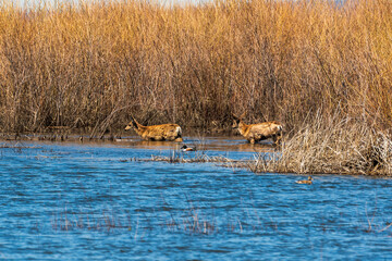 Two deer walking through water with two ducks swimming nearby, dried shrubs in background, photographed in early spring at Malheur National Wildlife Refuge