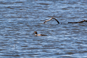 Goldeneye duck swimming in grey water with lone stick and small grasses visible, photographed at Malheur National Wildlife Refuge in Oregon