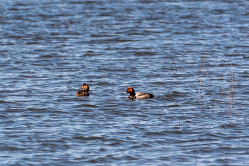Male and female redhead ducks swimming in open water with a few grasses visible, photographed at Malheur National Wildlife Refuge in Oregon