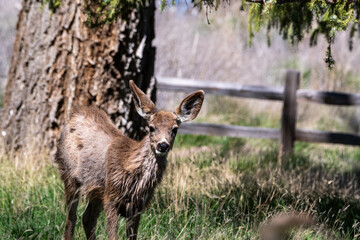 Shaggy deer looking at the camera with soft-focus background showing tree trunk, fence, and tall grasses at Malheur National Wildlife Refuge in Oregon