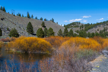 Bright orange shrubs growing in and along river with dry hills and scattered evergreen trees in background, photographed in Eastern Oregon in early spring