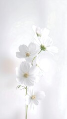Delicate white cosmos flowers against a soft, bright background