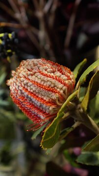 Autumn atmospheric composition. Red banksia. Close-up.