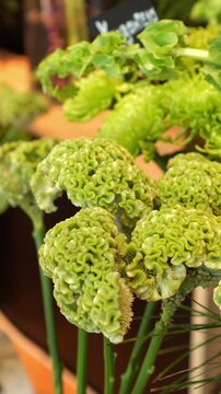 flower shop window. green celosia and green anastasia chrysanthemum. close-up