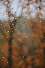 raindrops on the window