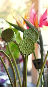 lotus heads in a vase with seeds and holes. close-up. trypophobia