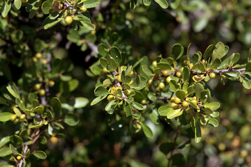 Black hawthorn, Rhamnus lycioides, branch with green fruits