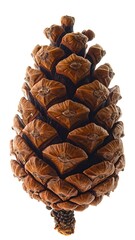 Close-up of a pine cone