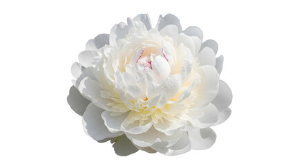 Close-up macro shot of a detailed white peony blossom with delicate petals isolated against a transparent backdrop perfect for overlays and floral designs. Captures natural floral elegance.