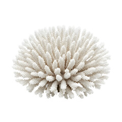 A detailed isolated white coral specimen is set against a transparent backdrop. The marine life object is centered, highlighting its intricate texture and form, ideal for educational or design use.