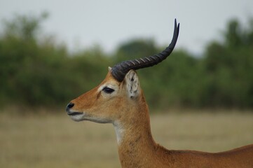 Close-up profile of a Ugandan kob standing in the wild savannah of Uganda. The elegant antelope with long spiral horns looks alert against a blurred natural background.