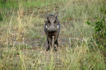 A warthog  standing alert in the tall savanna grass of Uganda. The photo captures the animal’s...