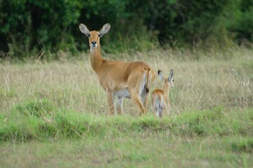Wild antelope mother with calf in the grasslands of Uganda. Wildlife scene showing animals in natural habitat, symbolizing nature, conservation, and outdoor life.