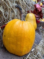 pumpkin and pumpkins