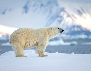 Polar bear on snowy ice floe.  Arctic landscape in background