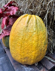 pumpkin on the ground