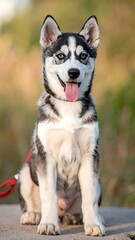 Cute husky puppy, sitting outdoors