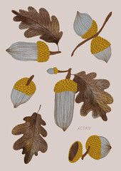 Autumn illustrations with acorns and leaves