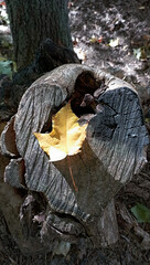 Yellow maple leaf resting on a piece of weathered wood in a forest setting