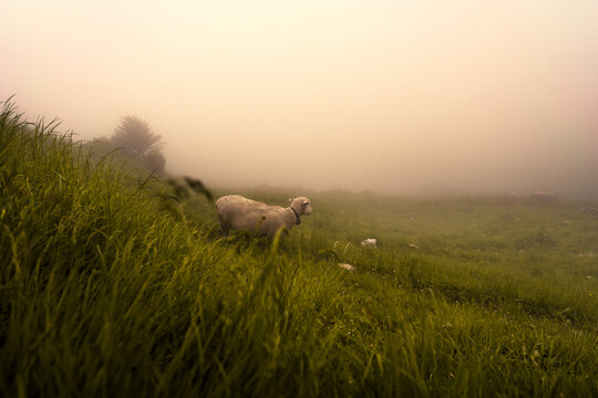 Epic Rear View of Sheep in Foggy Appenzell