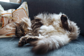 close up grey fluffy sleeping cat