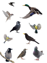 10 popular birds appearing in cities isolated on white background